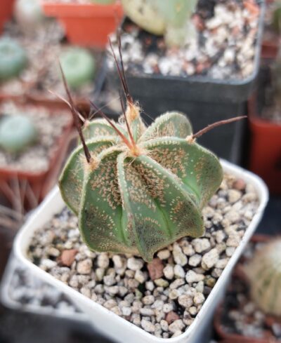 Astrophytum capricorne v. Minor Saltillo