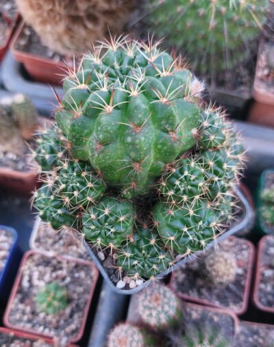 Lobivia tiegeliana