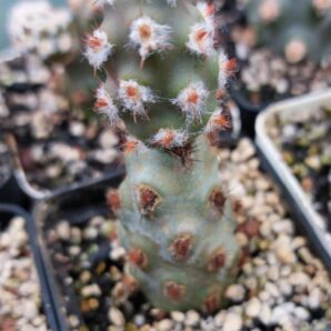 Tephrocactus molinensis cv. Red Glochids