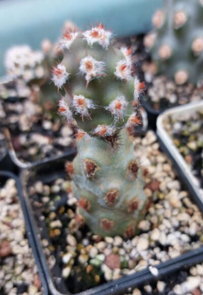 Tephrocactus molinensis cv. Red Glochids