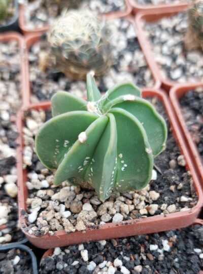 Astrophytum niveum