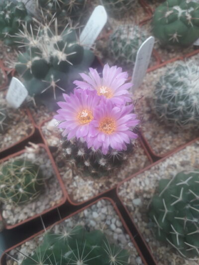 Coryphantha hesteri - Зображення 2