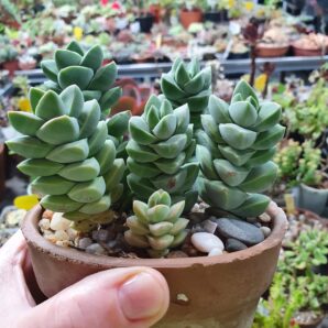 Crassula moonglow