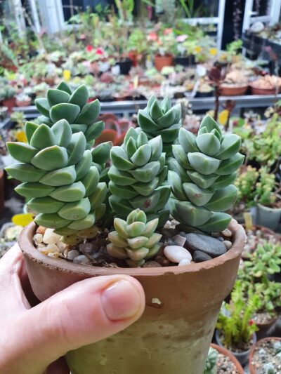 Crassula moonglow