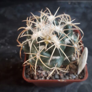 Coryphantha elephantidens subs. bumamma | 21