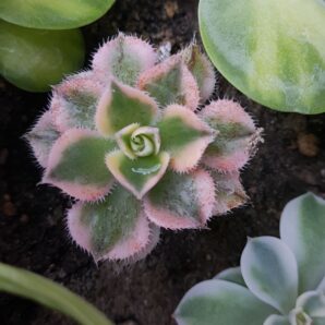 Aeonium Sunburst