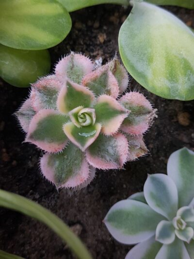 Aeonium Sunburst