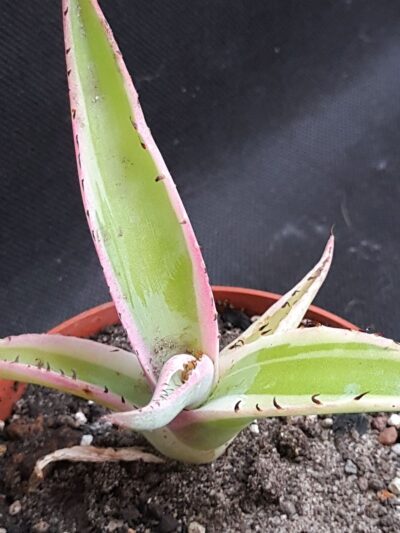 Agave guiengola 'Creme Brulee' - Зображення 2