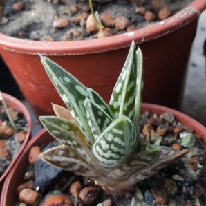 Aloe variegata