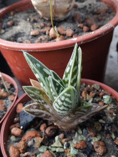 Aloe variegata