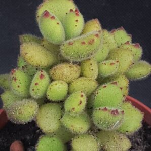 Cotyledon tomentosa | 29