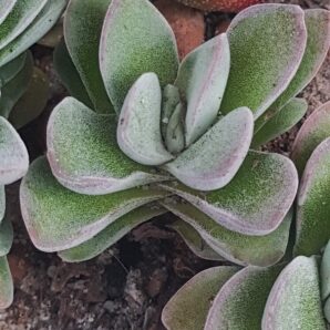 Crassula coralita