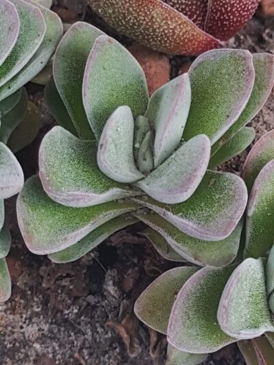 Crassula coralita