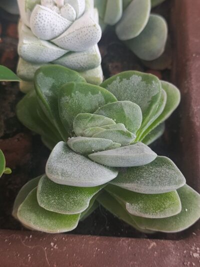 Crassula coralita