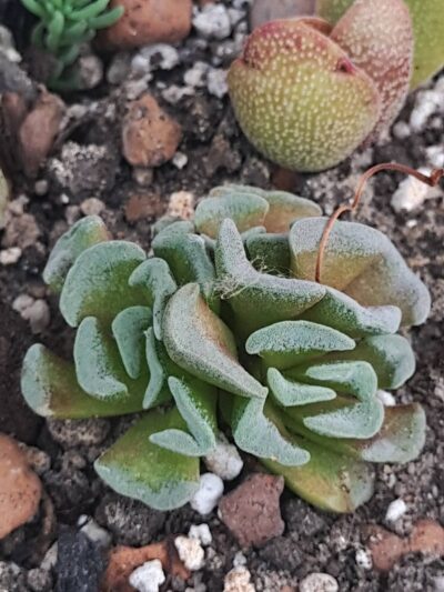 Crassula susannae