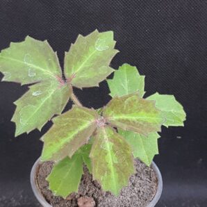 Cyphostemma woodii | 35