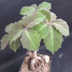 Cyphostemma woodii | 34