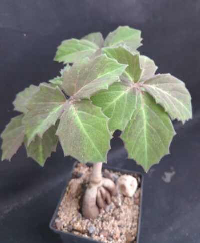 Cyphostemma woodii