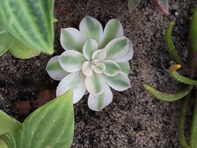 Echeveria Carousel