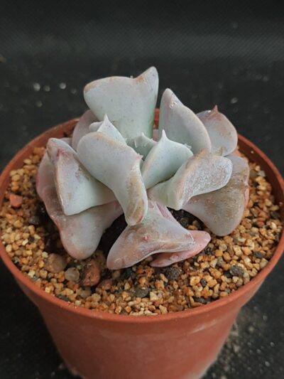 Echeveria cubic frost
