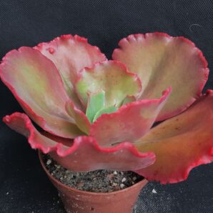 Echeveria Double Delight