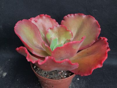 Echeveria Double Delight