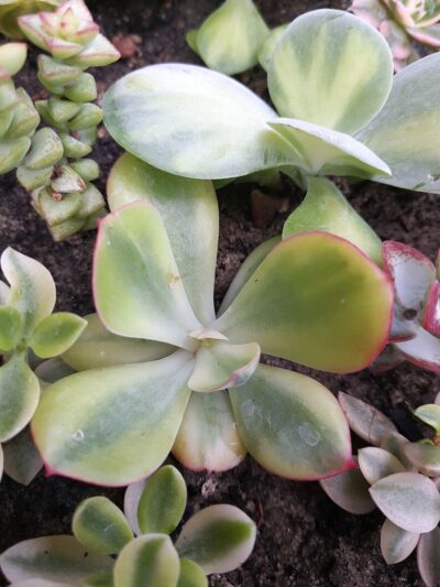 Echeveria Enfant