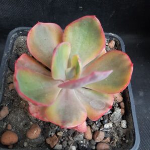Echeveria Enfant