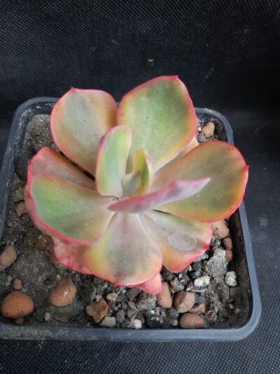 Echeveria Enfant
