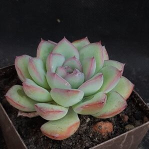 Echeveria pulidonis x laui