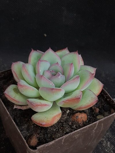 Echeveria pulidonis x laui