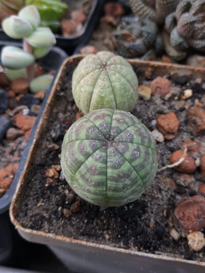 Euphorbia obesa symmetrica - Зображення 2