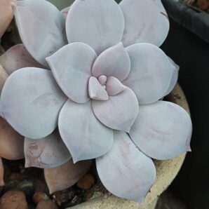 Graptopetalum Superbum