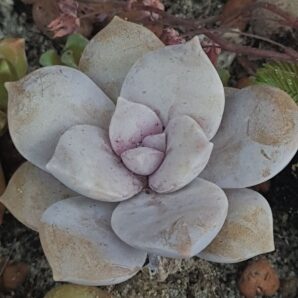 Graptopetalum Superbum