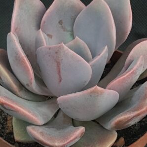 Graptoveria Debby