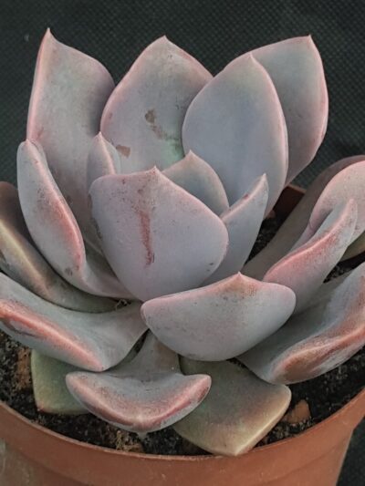 Graptoveria Debby