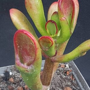 Crassula ovata Red horn