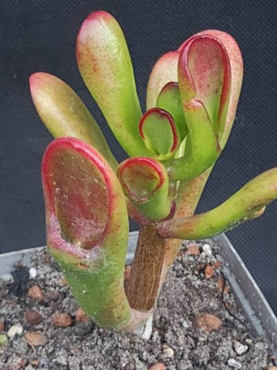 Crassula ovata Red horn