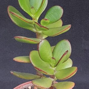 Crassula ovata