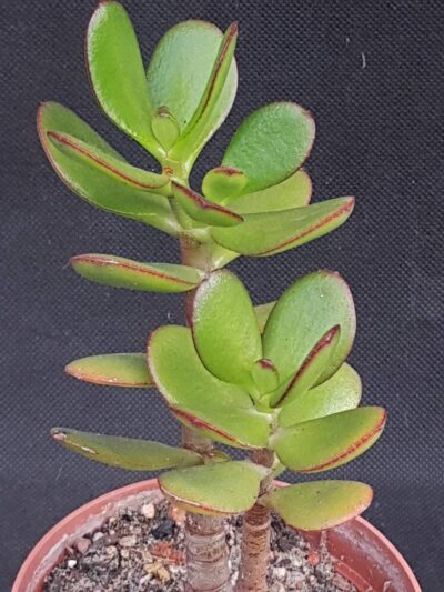 Crassula ovata