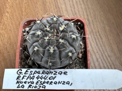 Gymnocalycium esperanzae RFPA 444.01 Куб. 5