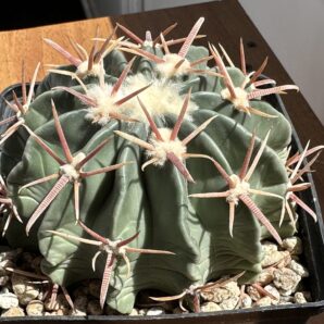Homalocephala (Echinocactus) texensis діаметр 12 см | 48