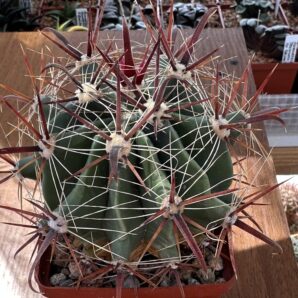 Ferocactus townsendianus Cabo San Lucas куб. 9 | 39