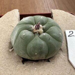Lophophora Koehresii MZ 1199-San Francisco, SLP | 62