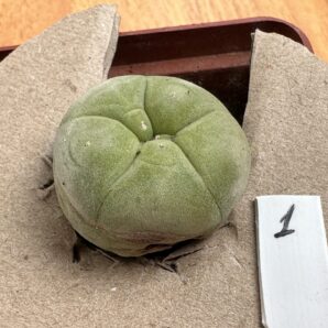 Lophophora diffusa MK 85.255 | 53