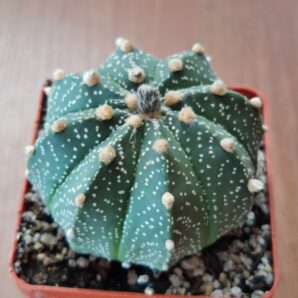 Astrophytum asterias hubr. Куб. 6 | 6