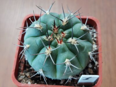 Gymnocalycium glaucum GN 93-668 Куб. 5