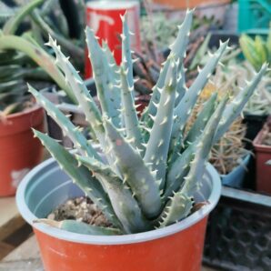 Aloe longispina
