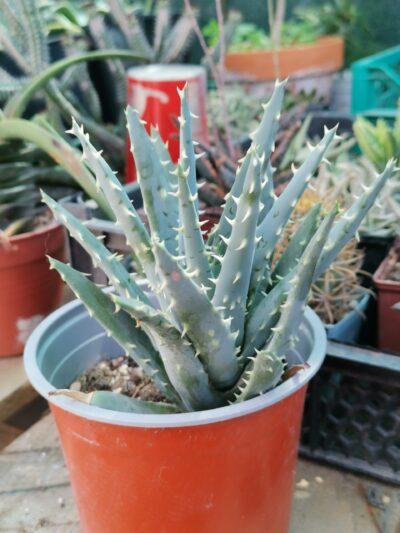 Aloe longispina