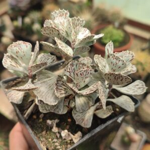 Kalanchoe rhombopilosa | 60